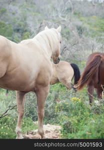 half- wild stallion and herd. liberty. Israel