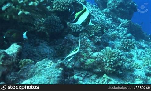 Halfterfisch, Zannclus cornutus, moorish idols am Korallenriff