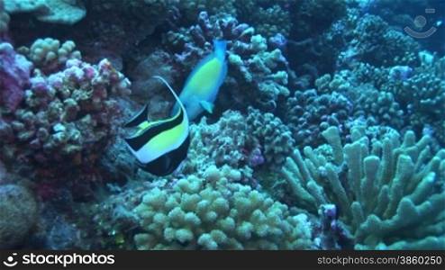 Halfterfisch, Zannclus cornutus, moorish idols am Korallenriff