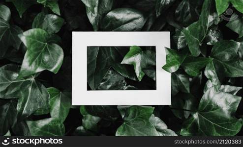 hallow frame green leaf plant