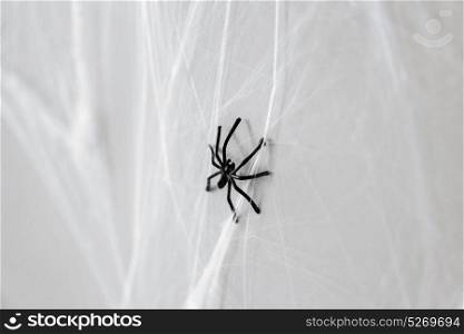 halloween and decoration concept - black toy spider on artificial cobweb. halloween decoration of black toy spider on cobweb