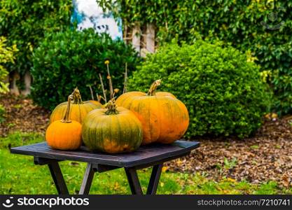 halloween and fall background, Green with orange pumpkins on a garden table, Seasonal holiday background