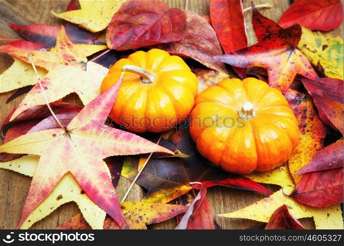 Halloween pumkin on colorful autumn leaves