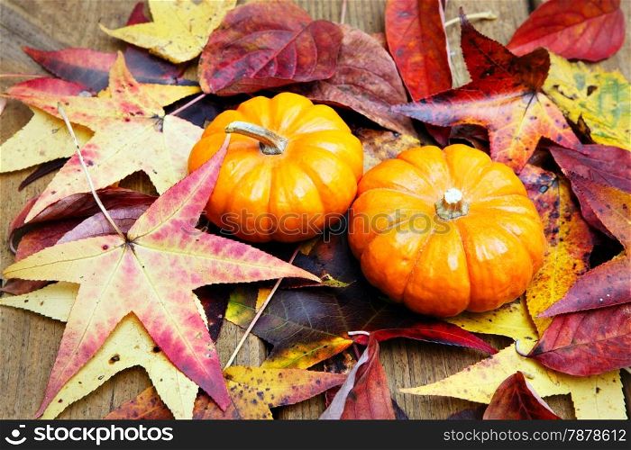 Halloween pumkin on colorful autumn leaves