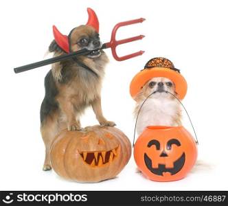 halloween pumpkin and chihuahuas in front of white background
