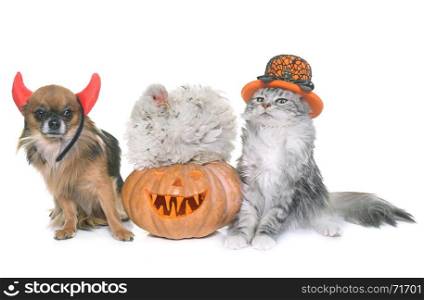 halloween pumpkin and pet in front of white background