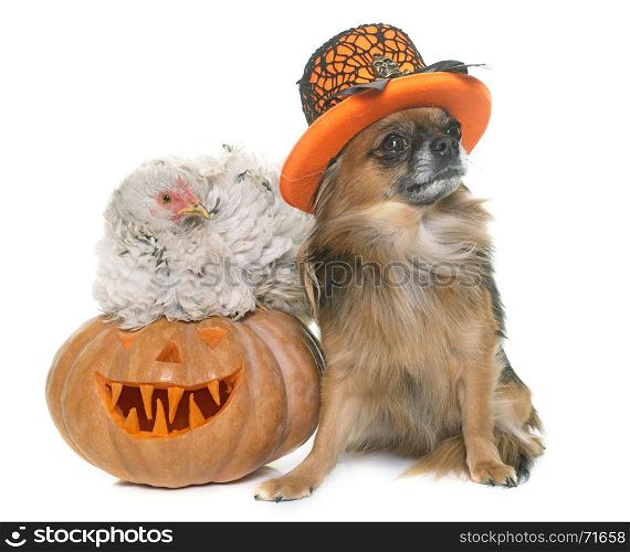 halloween pumpkin, chicken and chihuahua in front of white background