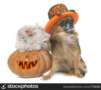 halloween pumpkin, chicken and chihuahua in front of white background