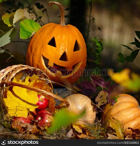 Halloween Pumpkin in the forest on dark background.