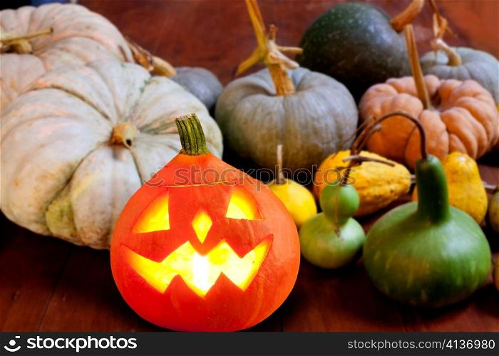 Halloween pumpkin Jack o lantern candle glowing with varied species