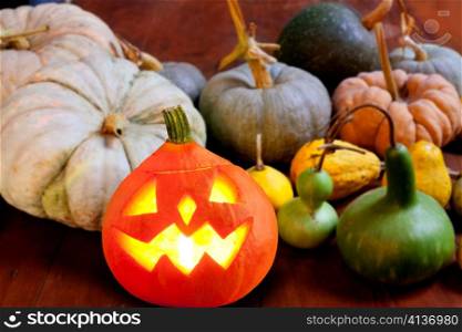 Halloween pumpkin Jack o lantern candle glowing with varied species