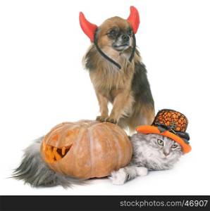 halloween pumpkin, maine coon cat and chihuahua in front of white background