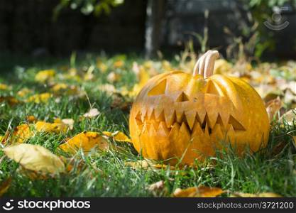 Halloween Pumpkin on grass and autumn leaves