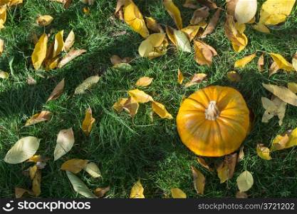 Halloween Pumpkin on grass and autumn leaves
