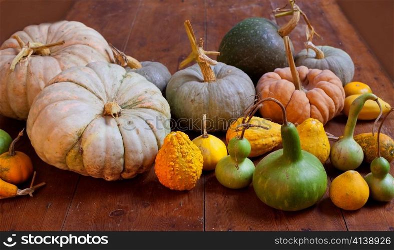 Halloween pumpkin still life on wood table with various species