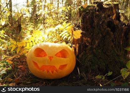Halloween Pumpkin with a carved scary muzzle on the ground in the forest and a glow from the inside.