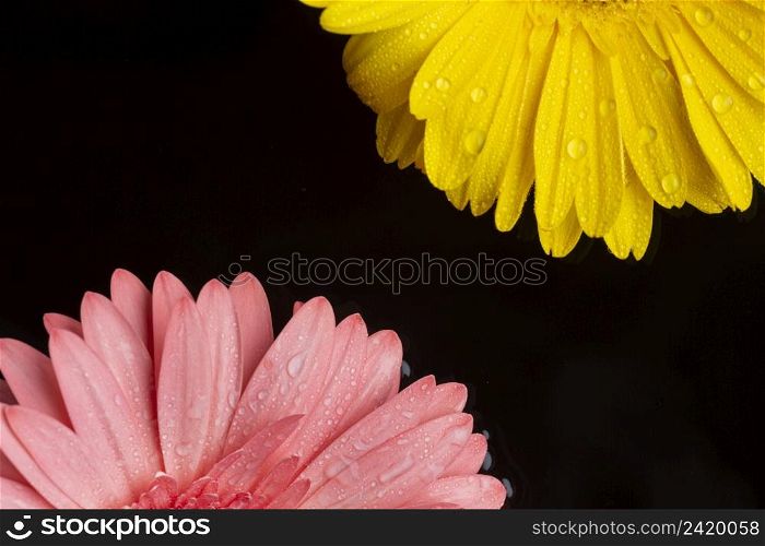 halves gerbera flowers with copy space