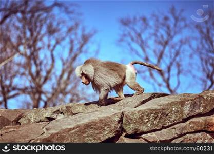 Hamadryas sitting on a stone. Hamadryas baboon. Papio hamadryas. Monkey