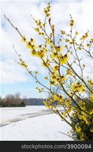 Hamamelis mollis yellow flowers in snow landscape during winter season