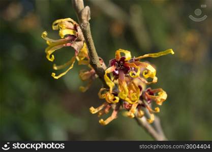 Hamamelis or witch-hazel in bloom in the Netherlands.