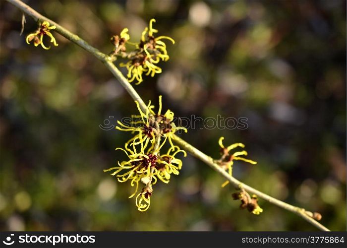 Hamamelis or witch-hazel in bloom in the Netherlands.