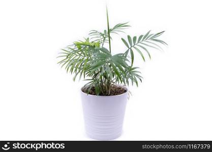 Hamedorea elegans in a pot, houseplant, photo on a white background, object is isolated. indoor flower in a white pot