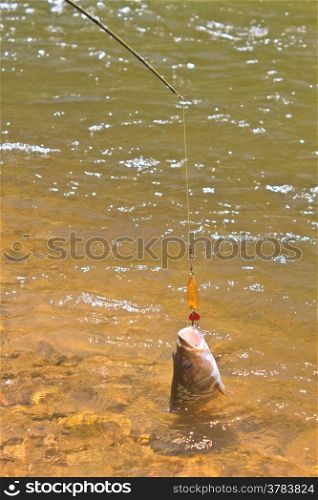 Hampala barb (Hampala macrolepidota) hook Metallic Fishing Lure