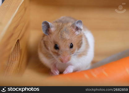 Hamster