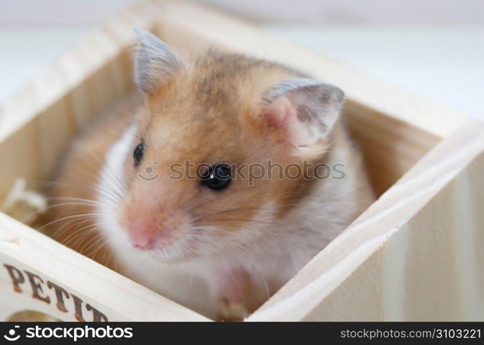 Hamster