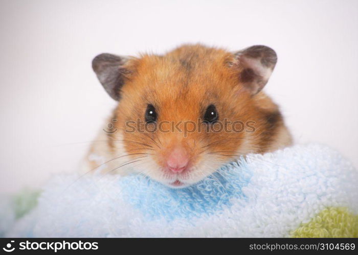 Hamster