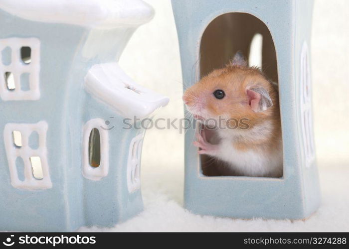 Hamster