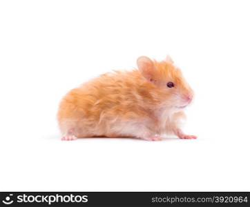 Hamster isolated