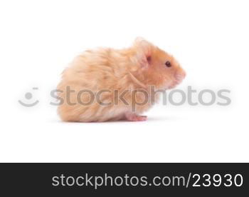 hamster isolated on a white background