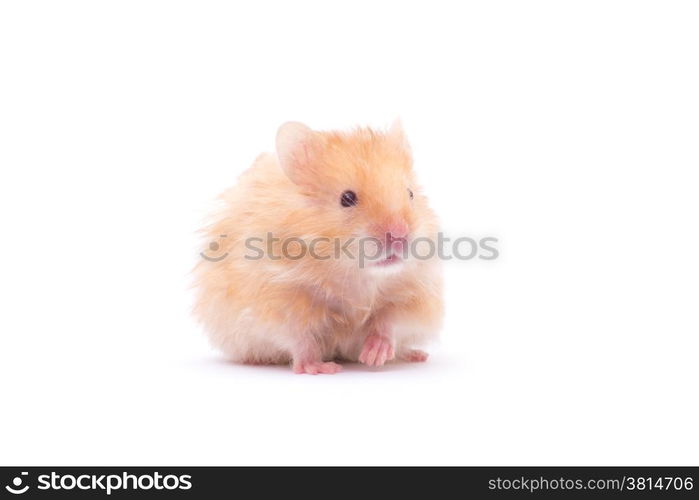 hamster isolated on a white background