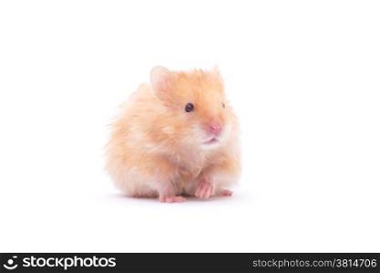 hamster isolated on a white background