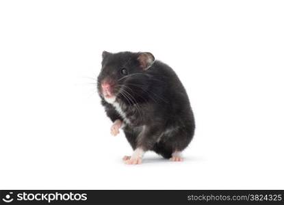 hamster isolated on a white background