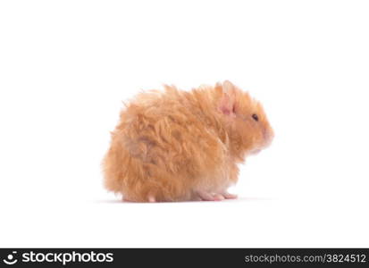 hamster isolated on a white background