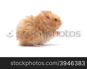 hamster isolated on a white background