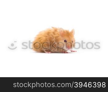 hamster isolated on a white background