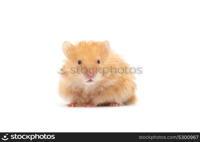 hamster isolated on a white background