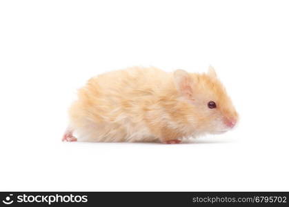 hamster isolated on a white background