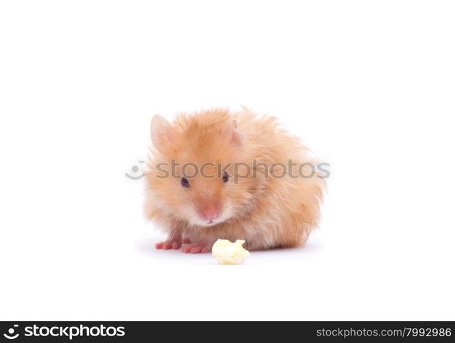 hamster isolated on a white background