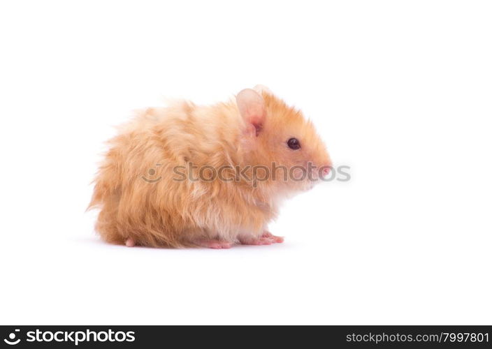 hamster isolated on a white background