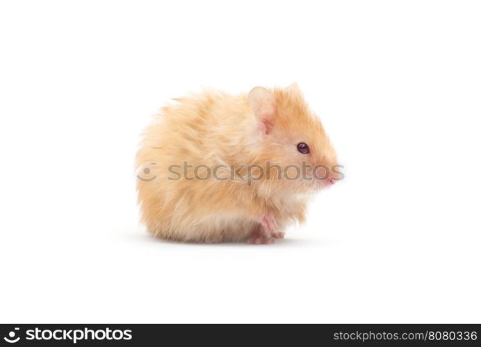 hamster isolated on a white background