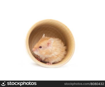 hamster isolated on a white background