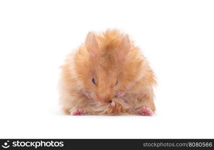 hamster isolated on a white background