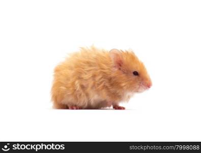 hamster isolated on a white background&#xA;&#xA;