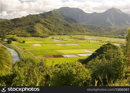 Hanalei Valley and Taro Fields on Kauai, Hawaii