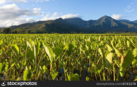 Hanalei Valley on island of Kauai with focus on Taro plants