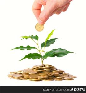 Hand and green tree growing from the pile of gold coins. Money financial concept.